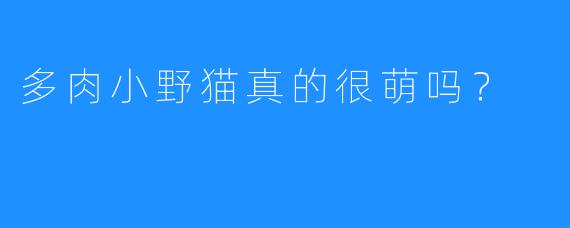 多肉小野猫真的很萌吗？