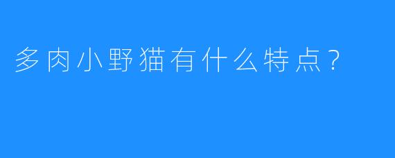 多肉小野猫有什么特点？