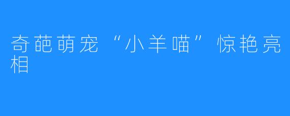 奇葩萌宠“小羊喵”惊艳亮相
