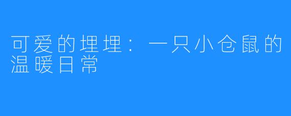 可爱的埋埋:一只小仓鼠的温暖日常